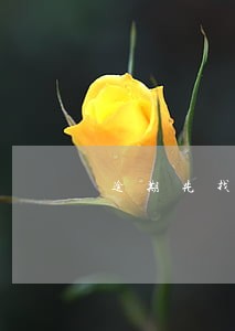 逾期先找债务人还是担保人 逾期先找债务人还是担保人