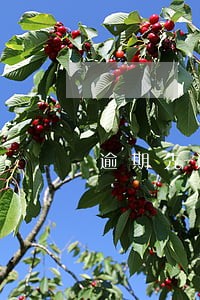 逾期先还大额度还是小额度 逾期先还大额度还是小额度