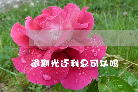 逾期光还利息可以吗 逾期光还利息可以吗