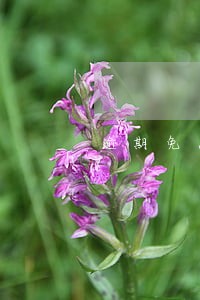 逾期免息申请书 逾期免息申请书