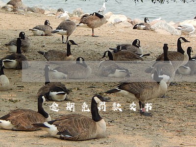 逾期免罚款文书 逾期免罚款文书