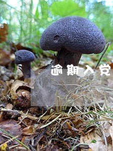 逾期入党党龄算哪一年 逾期入党党龄算哪一年