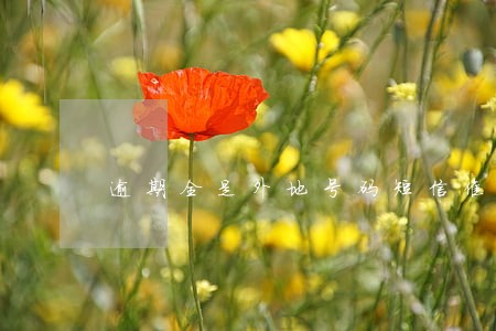 逾期全是外地号码短信催收 逾期全是外地号码短信催收