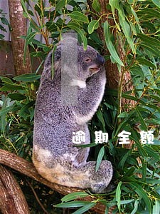 逾期全额还款会上征信吗
