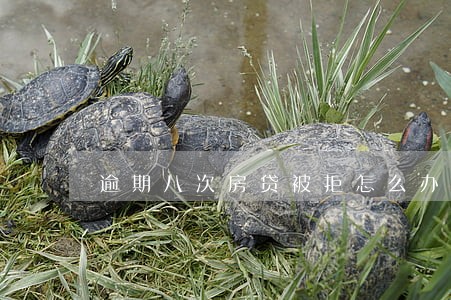逾期八次房贷被拒怎么办 逾期八次房贷被拒怎么办