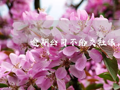 逾期公司不给交社保 逾期公司不给交社保