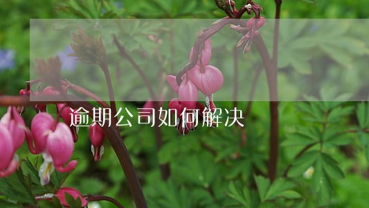 逾期公司如何解决