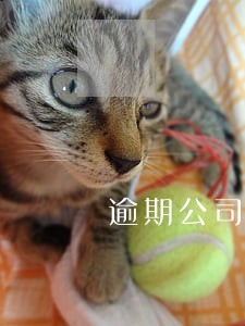 逾期公司说明 逾期公司说明