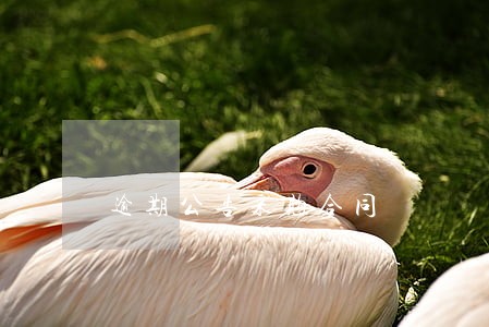 逾期公告采购合同