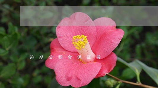 逾期公积金保证书