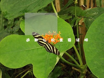 逾期公积金要证明 逾期公积金要证明