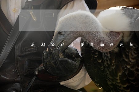 逾期公积金贷款如何还款记录 逾期公积金贷款如何还款记录