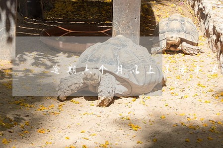逾期六个月以上了要求必须还清