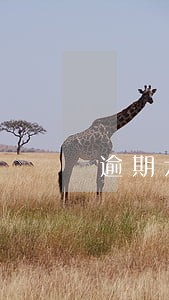 逾期六天买房有影响吗 逾期六天买房有影响吗