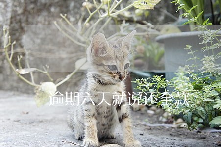 逾期六天就说还全款 逾期六天就说还全款