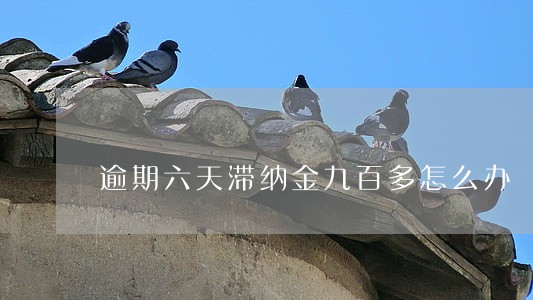 逾期六天滞纳金九百多怎么办