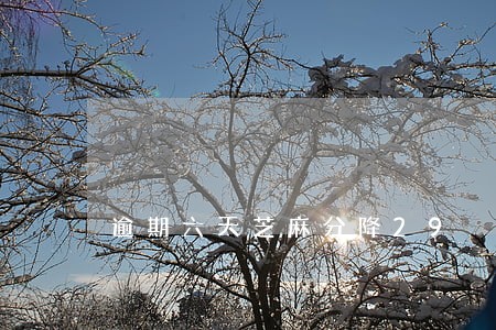 逾期六天芝麻分降29