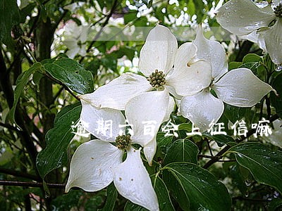 逾期六百会上征信嘛 逾期六百会上征信嘛