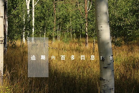 逾期六百多罚息18 逾期六百多罚息18