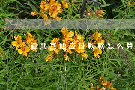 逾期其他应付款款怎么算 逾期其他应付款款怎么算