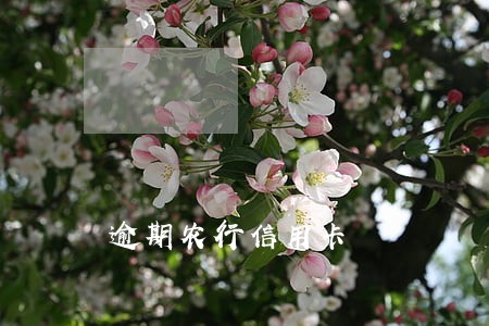 逾期农行信用卡 逾期农行信用卡