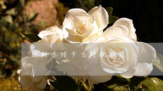 逾期冻结卡当时被销毁 逾期冻结卡当时被销毁