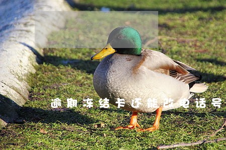 逾期冻结卡还能改电话号码吗 逾期冻结卡还能改电话号码吗
