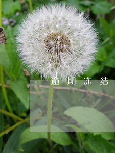 逾期冻结花呗借呗 逾期冻结花呗借呗
