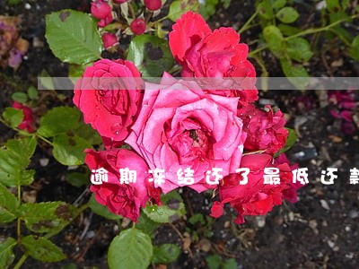 逾期冻结还了最低还款额 逾期冻结还了最低还款额