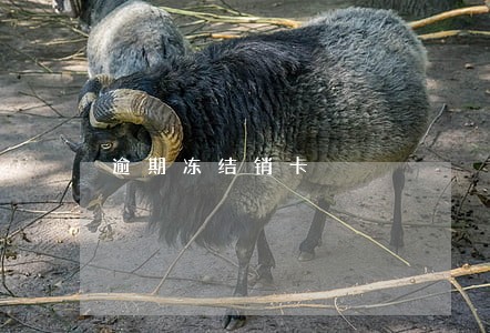 逾期冻结销卡 逾期冻结销卡