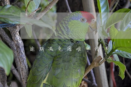 逾期减免困难申请书 逾期减免困难申请书