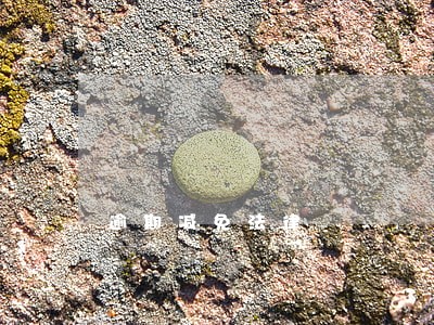 逾期减免法律 逾期减免法律