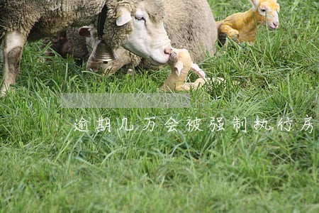 逾期几万会被强制执行房产吗