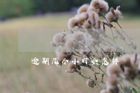 逾期几个小时会怎样 逾期几个小时会怎样