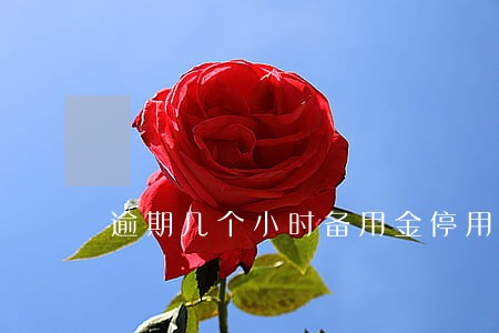 逾期几个小时备用金停用了 逾期几个小时备用金停用了