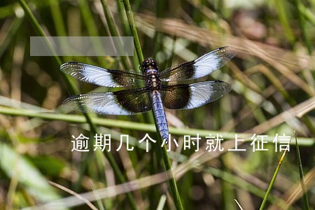 逾期几个小时就上征信 逾期几个小时就上征信