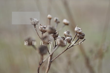 逾期几个月上黑户