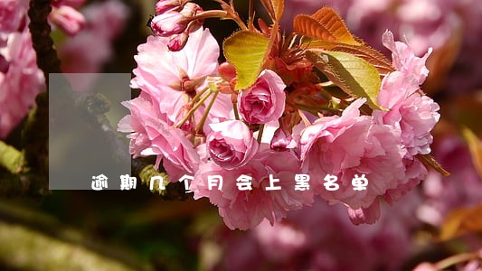 逾期几个月会上黑名单 逾期几个月会上黑名单