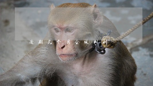 逾期几个月会被判刑