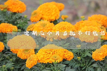 逾期几个月后就不打电话 逾期几个月后就不打电话