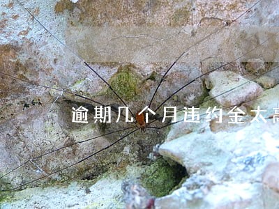逾期几个月违约金太高 逾期几个月违约金太高