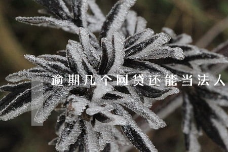 逾期几个网贷还能当法人吗 逾期几个网贷还能当法人吗