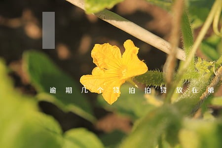 逾期几个贷拍拍贷放在第几个换 逾期几个贷拍拍贷放在第几个换