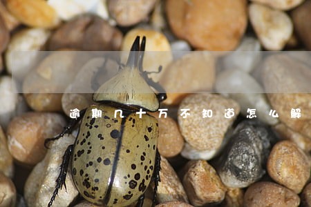 逾期几十万不知道怎么解决 逾期几十万不知道怎么解决