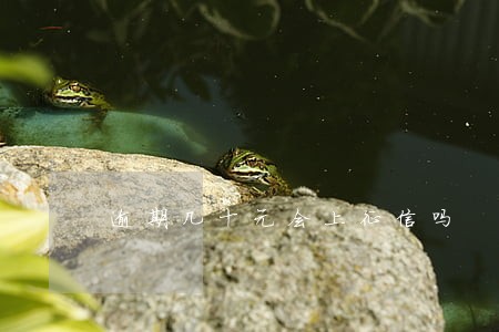 逾期几十元会上征信吗 逾期几十元会上征信吗