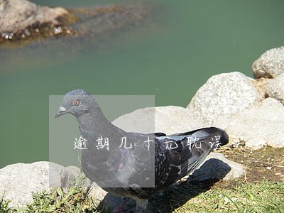 逾期几十元耽误买房 逾期几十元耽误买房