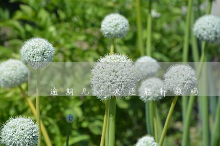 逾期几十次还能补救吗 逾期几十次还能补救吗