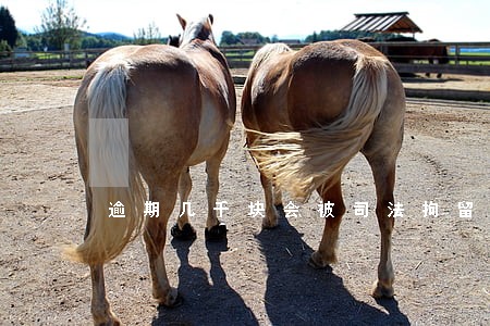 逾期几千块会被司法拘留 逾期几千块会被司法拘留