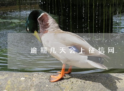 逾期几天会上征信网 逾期几天会上征信网