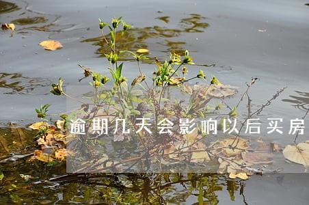 逾期几天会影响以后买房吗